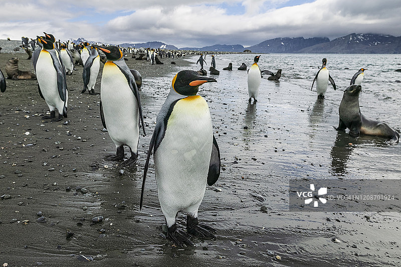 王企鹅图片素材