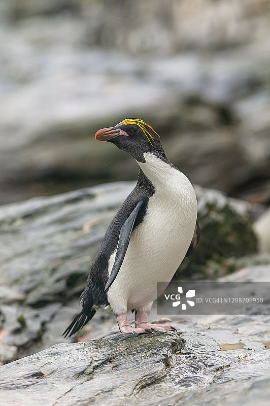 麦克罗尼企鹅（凤头黄眉企鹅）图片素材