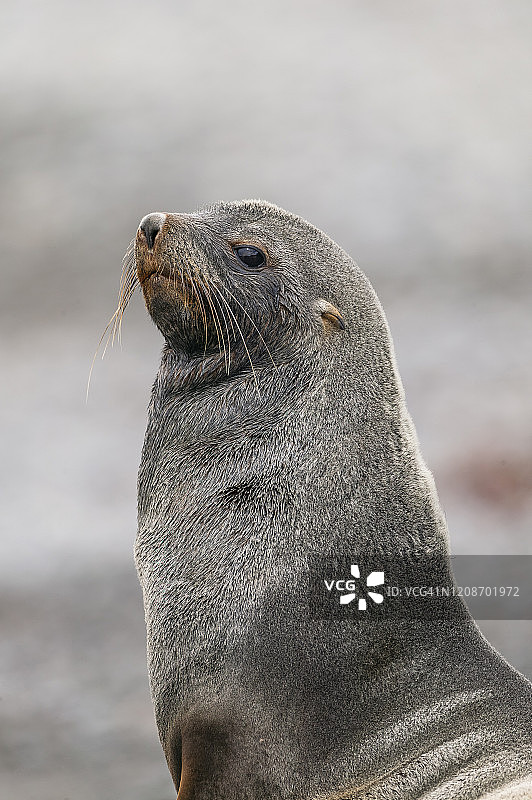 南极毛皮海狮图片素材