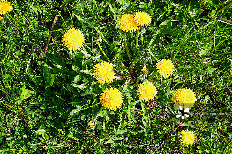 常见的蒲公英图片素材