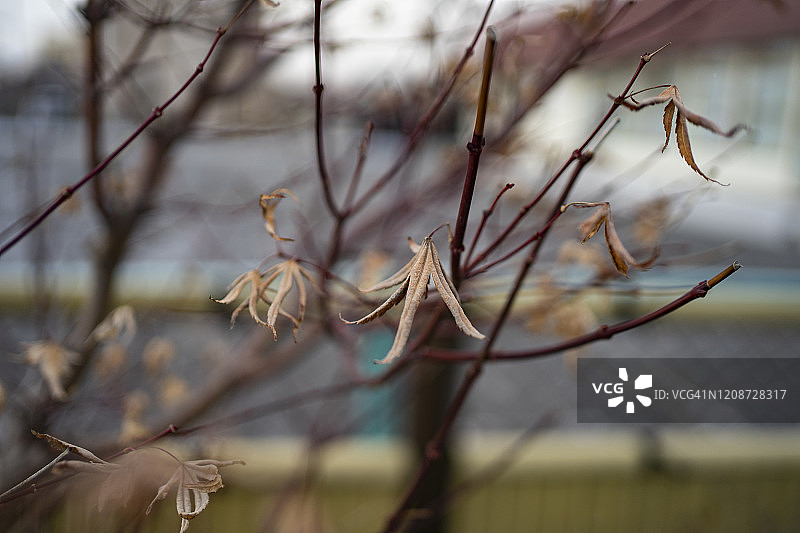 冬季美丽的树叶和树枝图片素材