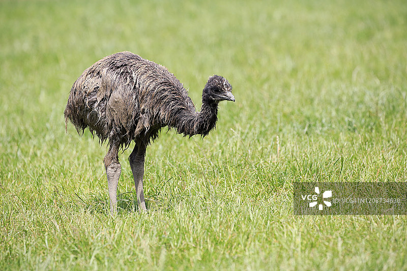 正在觅食的幼年鸸鹋，澳大利亚维多利亚州吉普斯兰菲利普岛图片素材