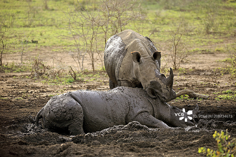 两只成年白犀牛在泥浴中图片素材