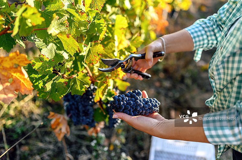 采摘葡萄的妇女图片素材