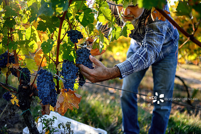 酿酒师采摘葡萄图片素材
