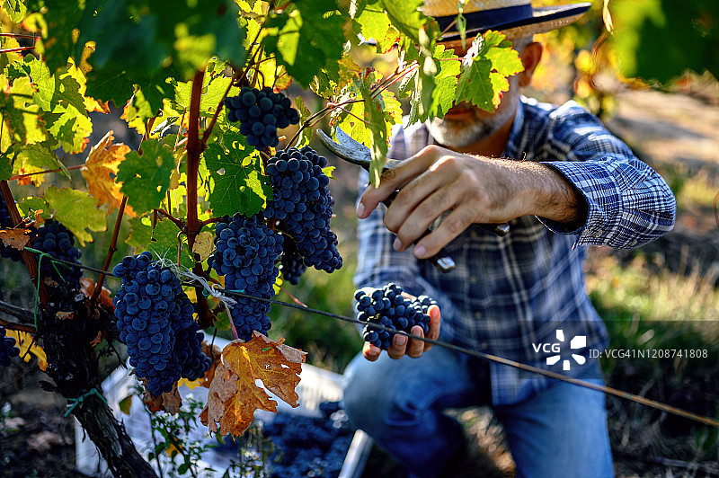 酿酒师采摘葡萄图片素材