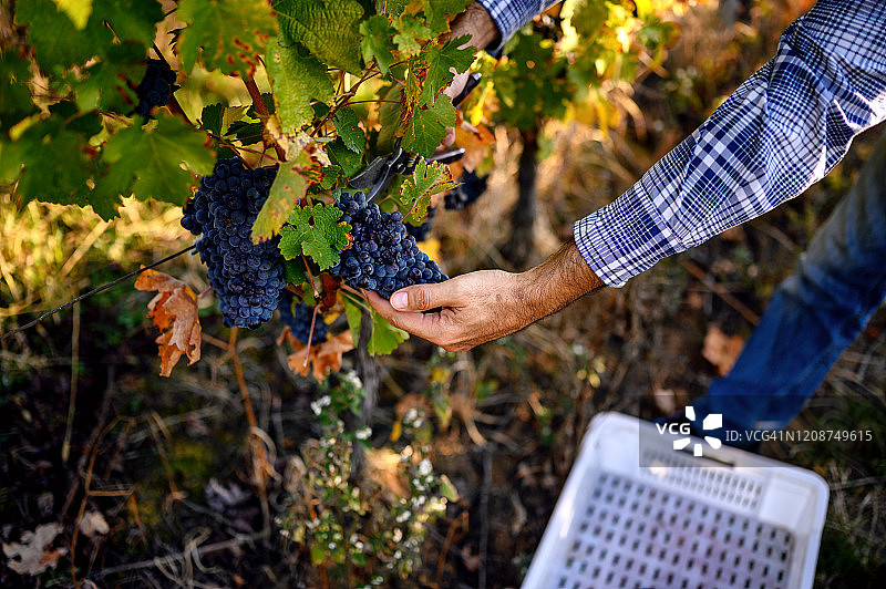 酿酒师采摘葡萄图片素材