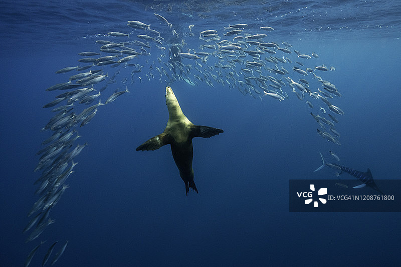太平洋，墨西哥下加利福尼亚州，海狮和条纹马林鱼以沙丁鱼饵球为食图片素材