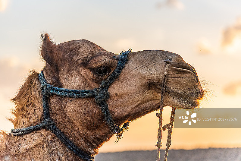 塔尔沙漠的骆驼4图片素材