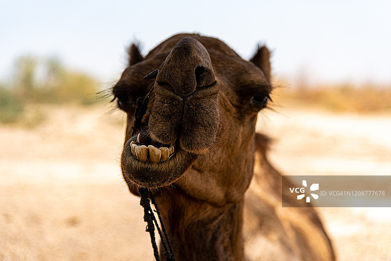 塔尔沙漠的骆驼图片素材