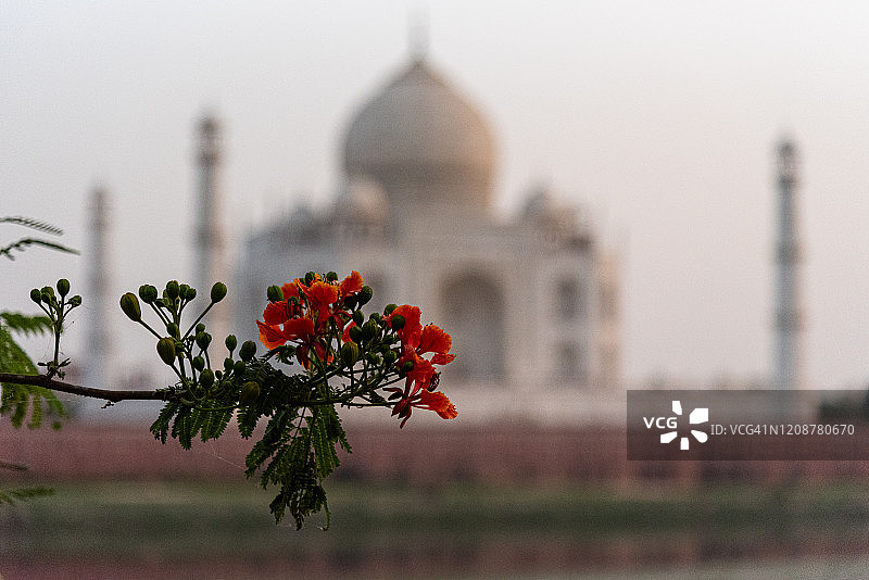 古尔摩和泰姬陵：阿格拉的奇迹图片素材