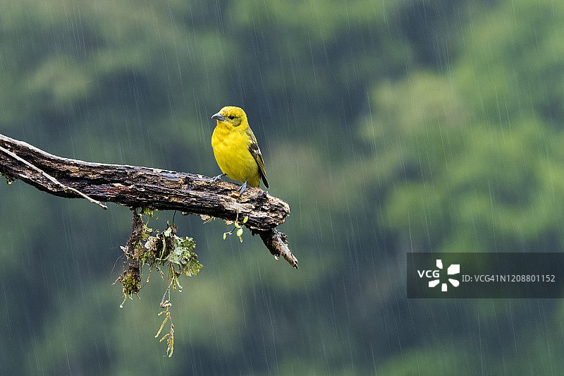 火焰比蓝雀图片素材