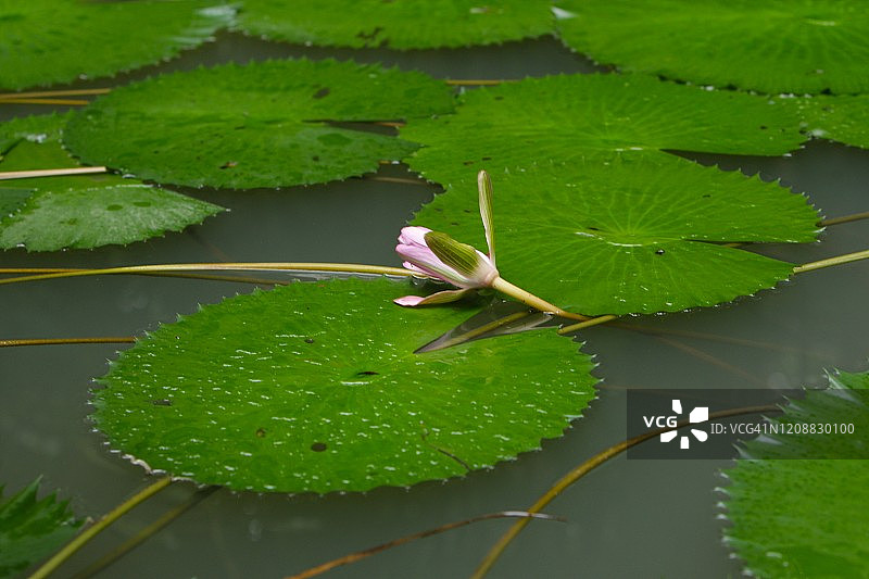 亚马逊森林在Belém城市的心脏，巴西图片素材
