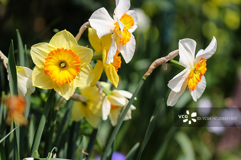 那喀索斯图片素材