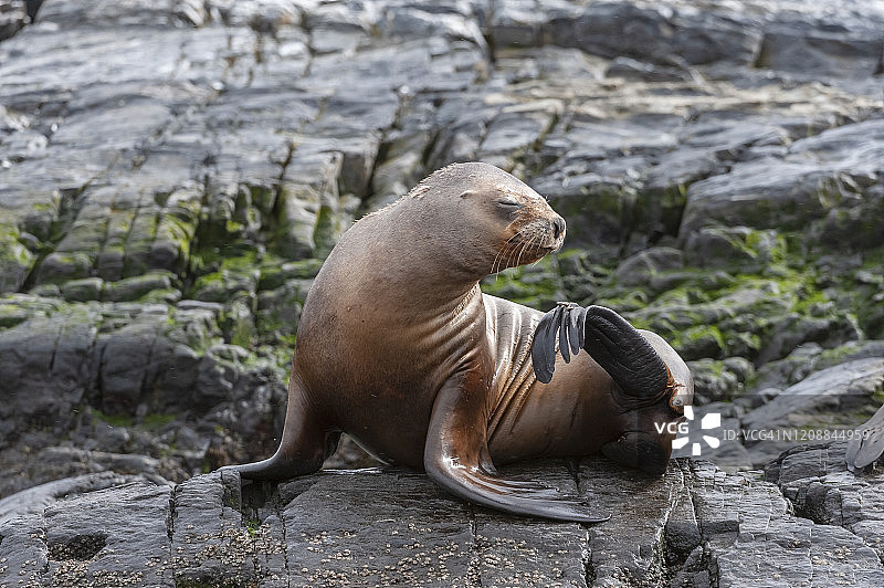 南美海狮（Otaria flavescens）图片素材