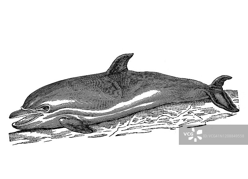 海豚古老雕刻插图图片素材