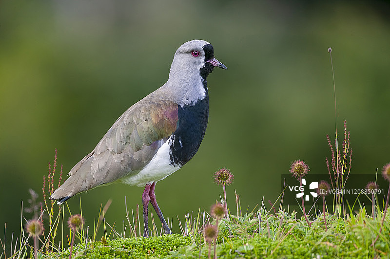 智利麦鸡图片素材