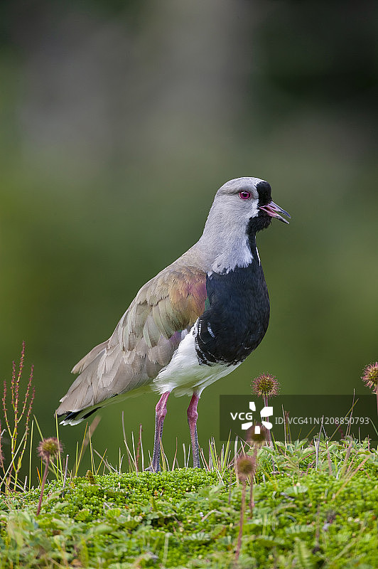 智利麦鸡图片素材