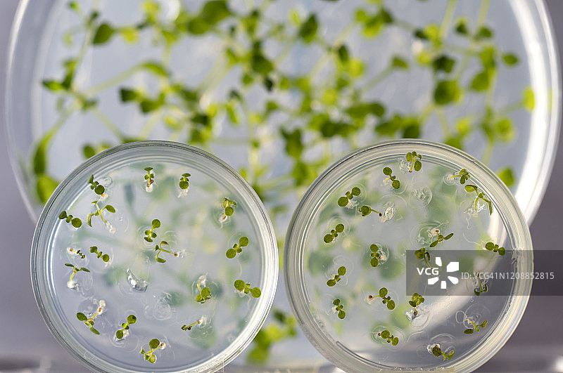 在含有抗生素的凝胶MS培养皿中发芽的种子。带有拟南芥突变幼苗的培养皿。西班牙图片素材