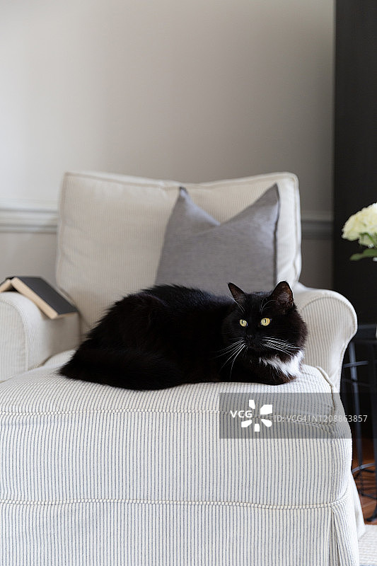 在客厅里放松的黑白燕尾服猫图片素材