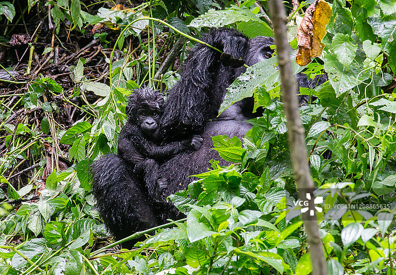 乌干达的母猩猩与幼崽图片素材