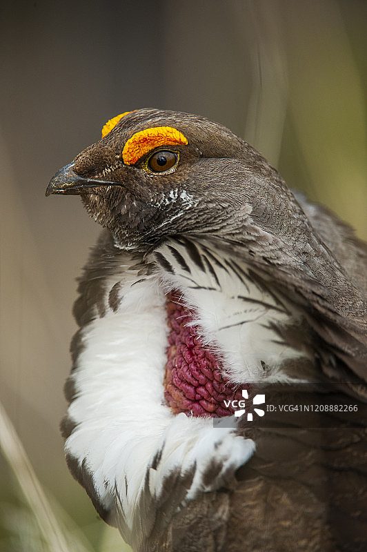 蓝松鸡（Dendragapus obscurus）图片素材