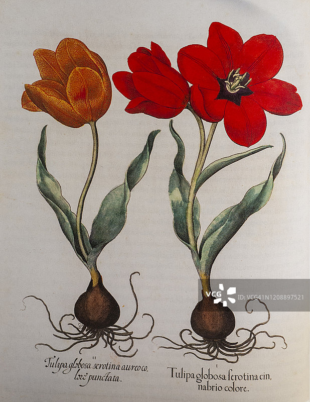 手绘红色郁金香图片素材