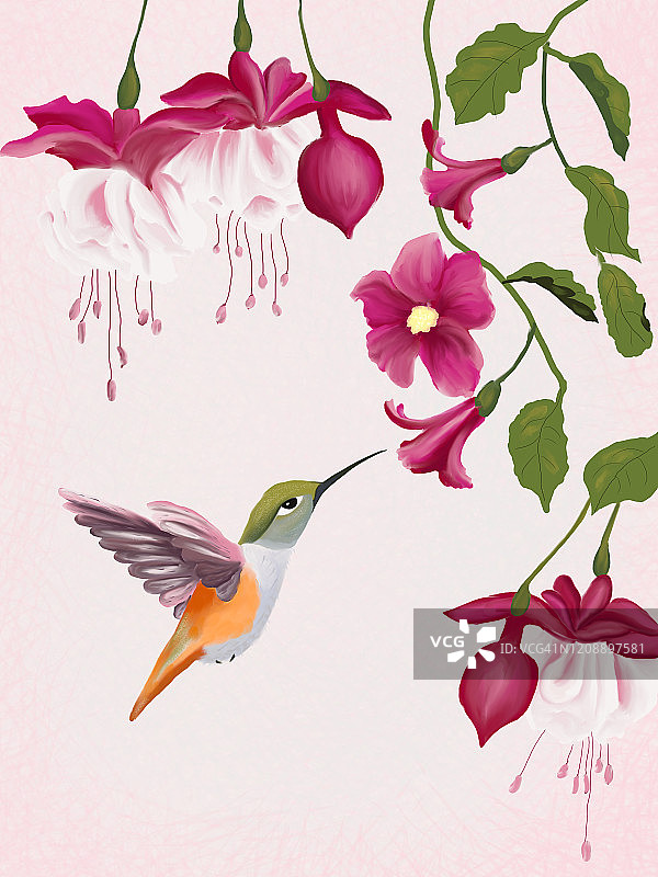 蜂鸟飞向粉色花朵插画图片素材
