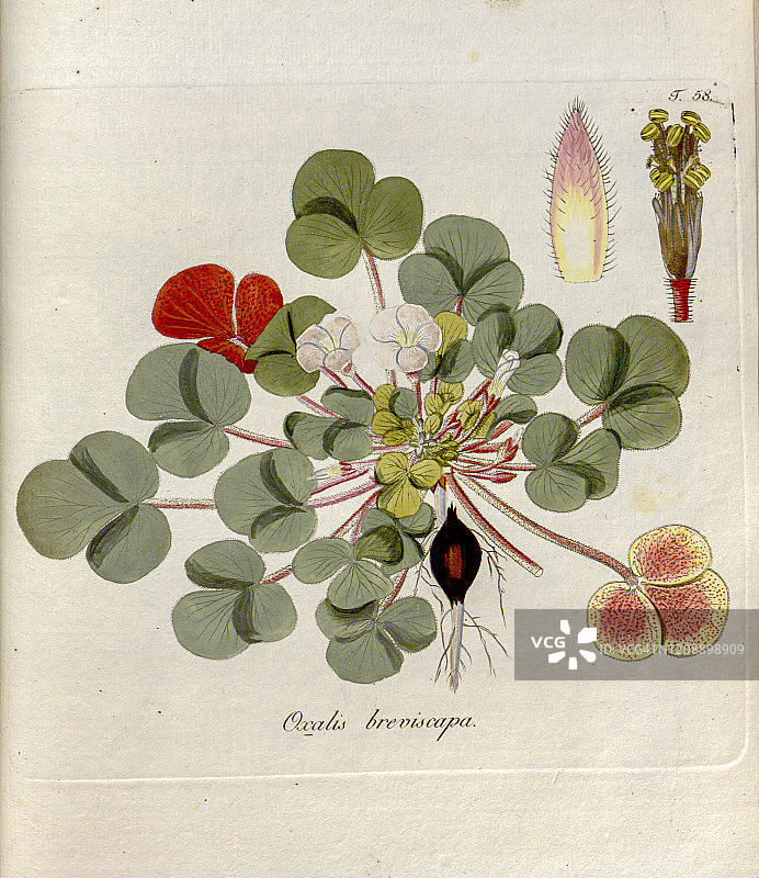 18世纪酢浆草插图图片素材