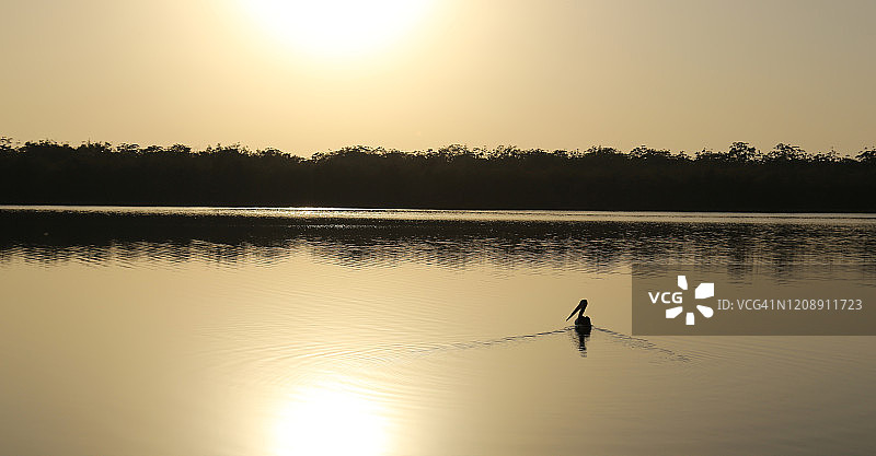 澳大利亚鹈鹕：Myall湖国家公园日出图片素材