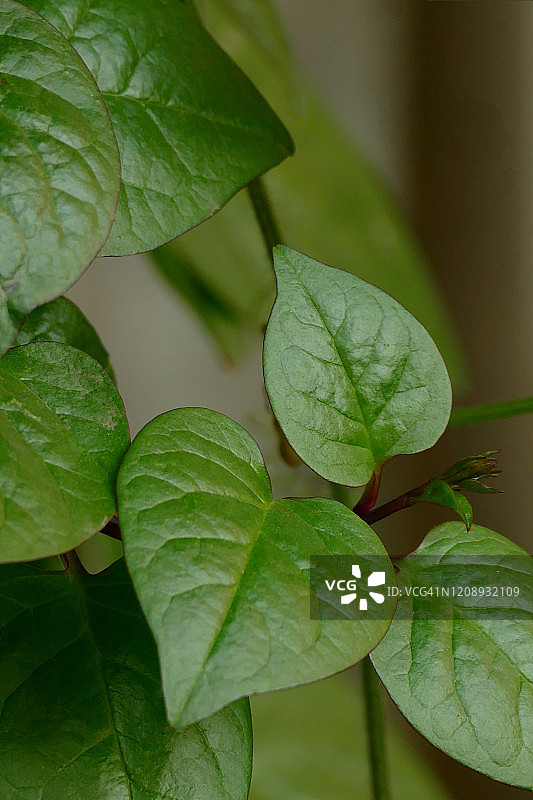 心形叶子自然图案抽象 - 攀缘植物图片素材