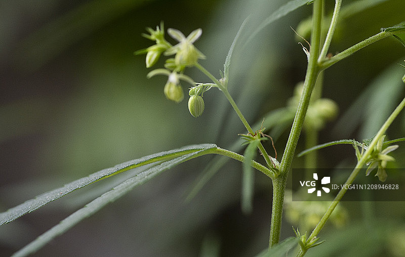 雄性大麻花开特写图片素材