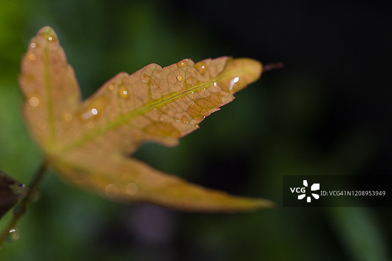 白色背景下日本枫树绿叶特写和微距摄影图片素材