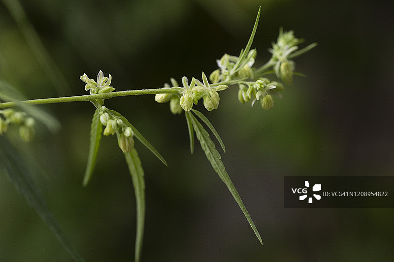 雄性大麻花开特写图片素材