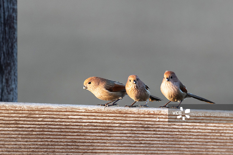 鹦鹉嘴图片素材