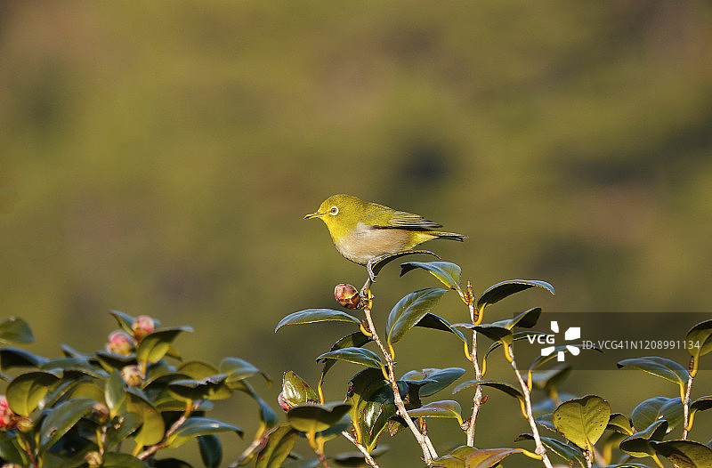 树上的白色眼睛图片素材
