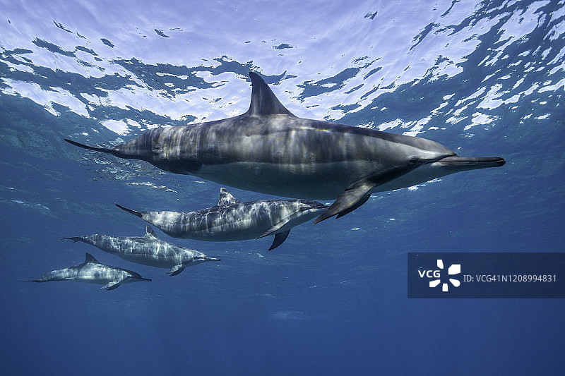 夏威夷柯纳海岸的飞旋海豚图片素材