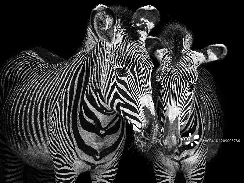 两只格雷维斑马在深色背景上互相爱抚的黑白肖像图片素材