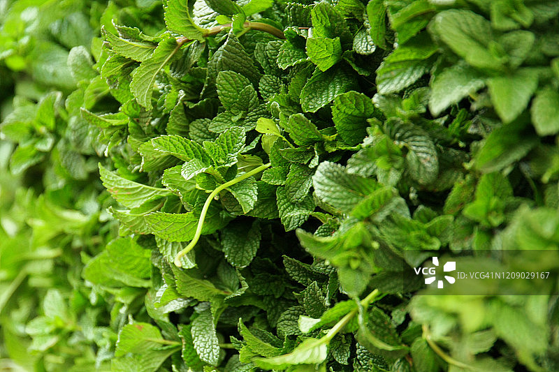 摩洛哥新鲜薄荷特写图片素材