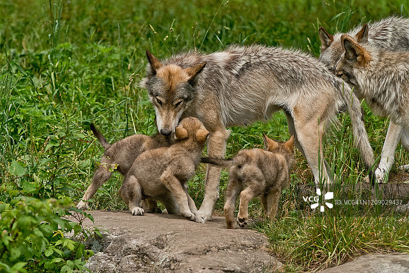 带着幼崽的灰狼图片素材