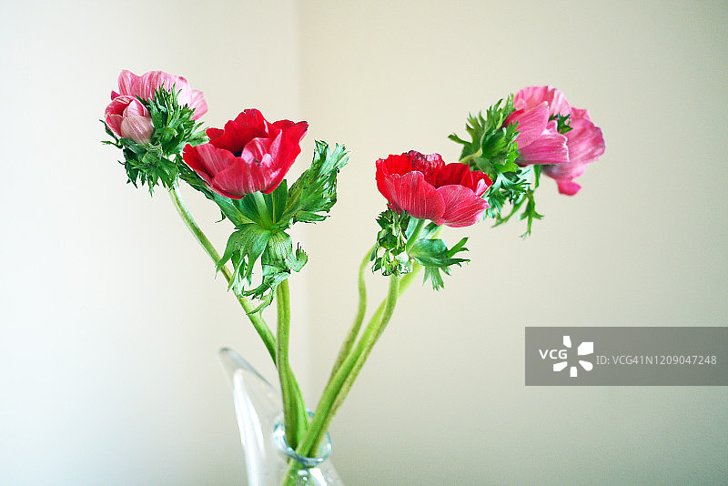 红色银莲花特写图片素材