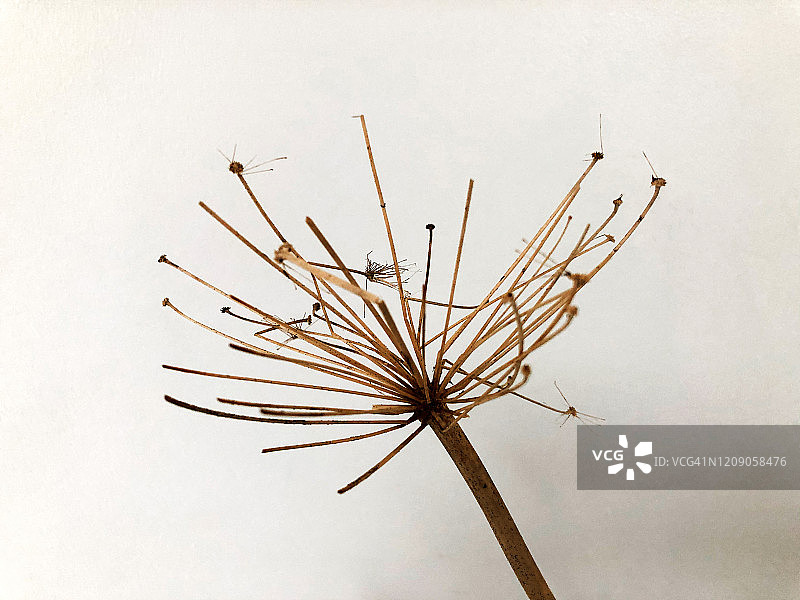 冰岛北部阿克雷里的干当归植物图片素材