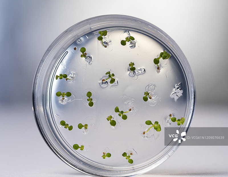 在含有抗生素的凝胶MS培养皿中发芽的种子。带有拟南芥突变幼苗的培养皿。西班牙图片素材