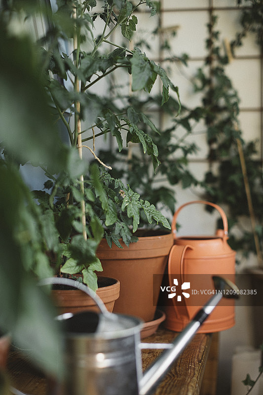 盆栽番茄植株图片素材