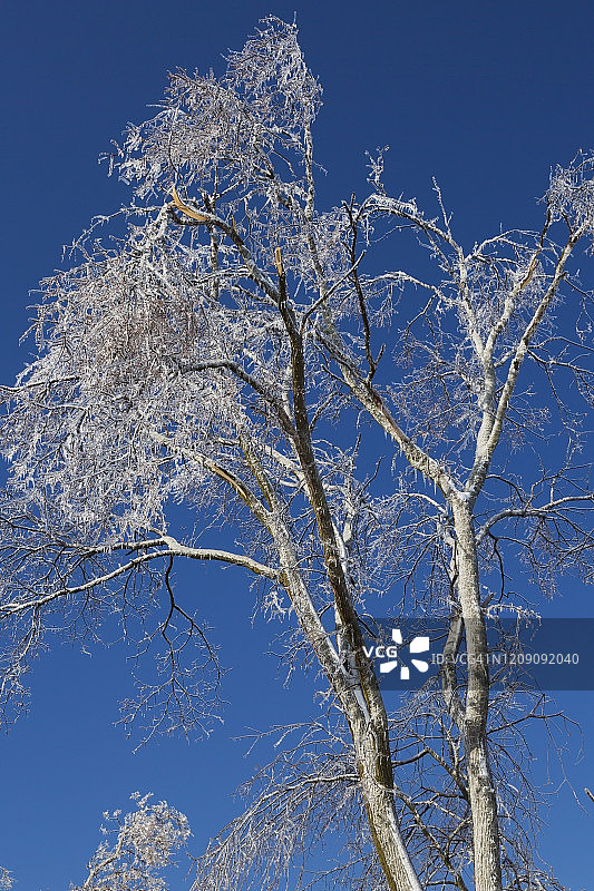 冰雪覆盖的断枝落叶树图片素材