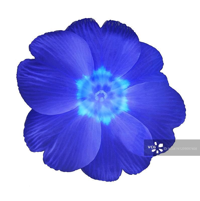 蓝色报春花，白色方块上图片素材