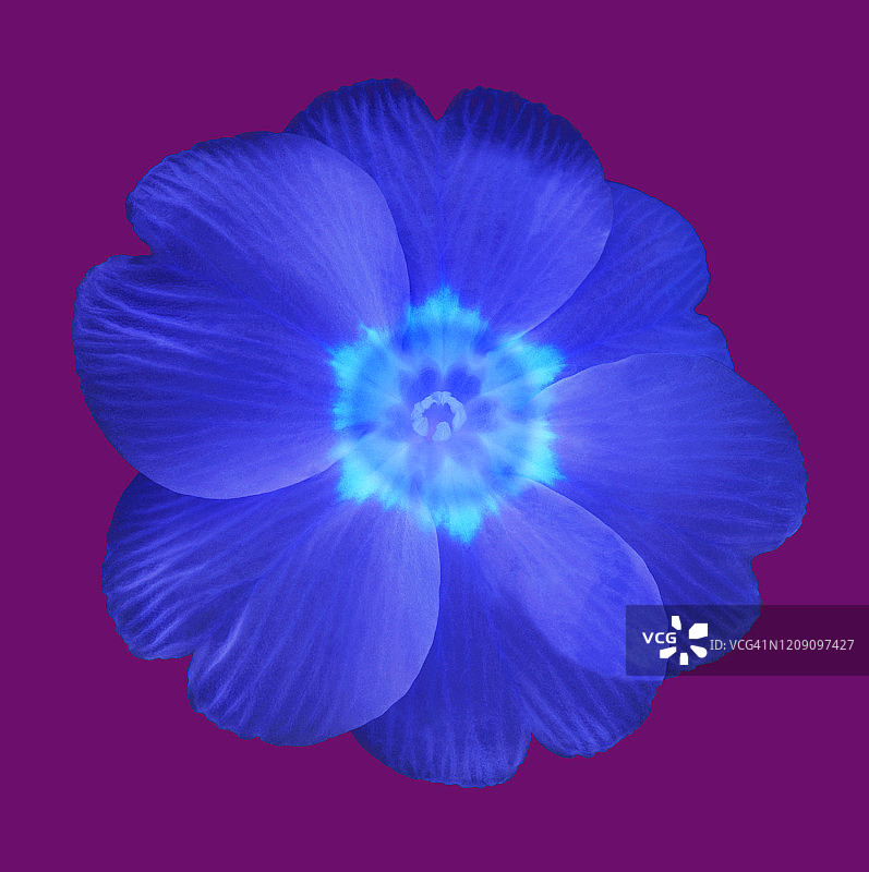 紫色方块上的蓝色报春花，颜色经过处理图片素材