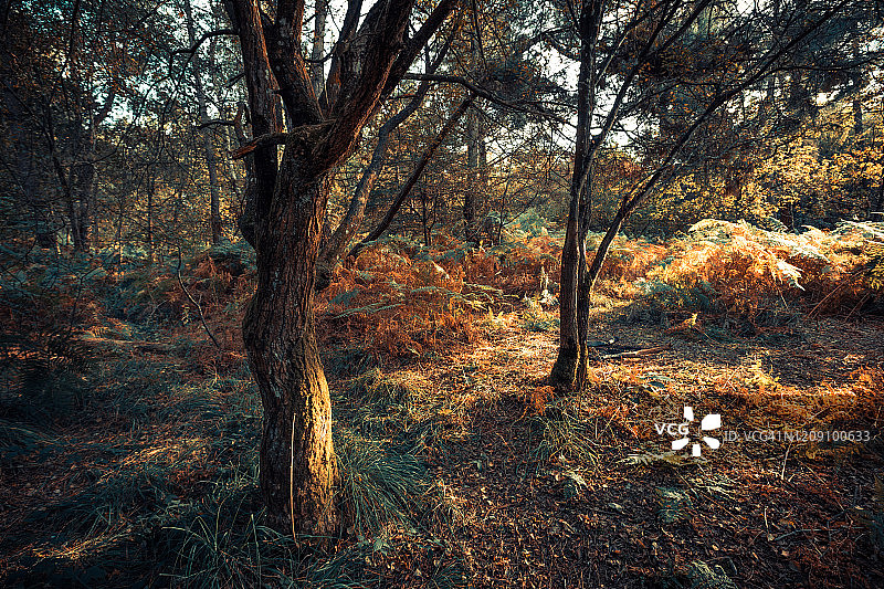 法国布列塔尼布罗塞利昂德森林的秋天图片素材