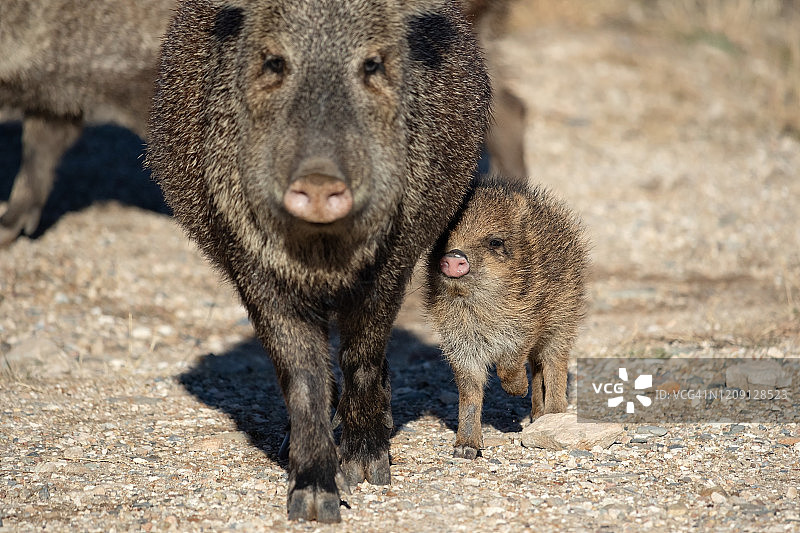 母亲和美洲野猪宝宝图片素材