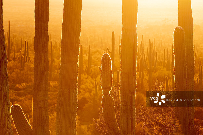 亚利桑那州仙人掌国家公园信号山的金色日落图片素材
